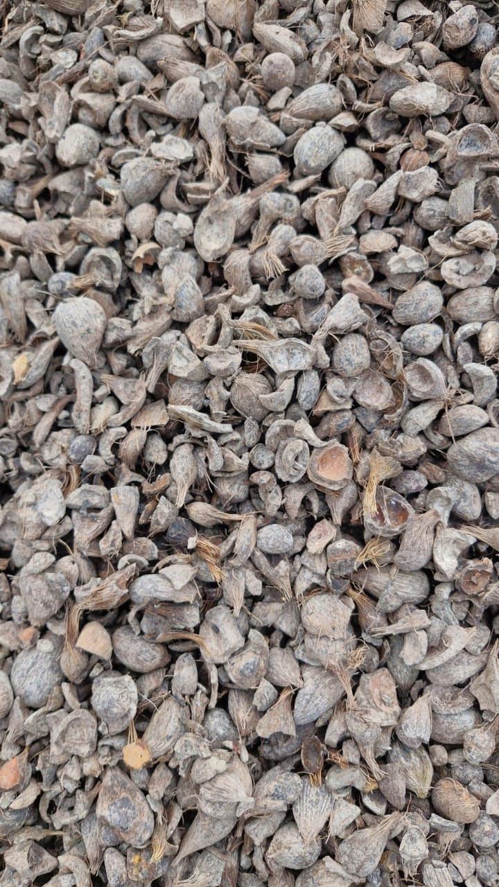 Cangkang Sawit / Palm Kernel Shell