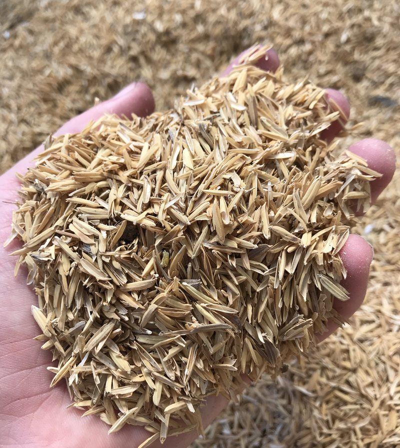 Sekam Padi / Rice Husk